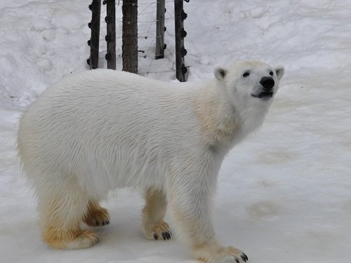 ２月８日　旭山動物園　ホッキョクグマ　ピリカがプール側にいました