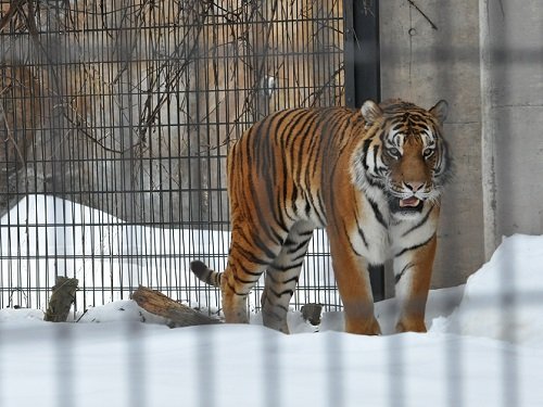 ２月８日　旭山動物園　アムールトラ　やっとキリルに会えました