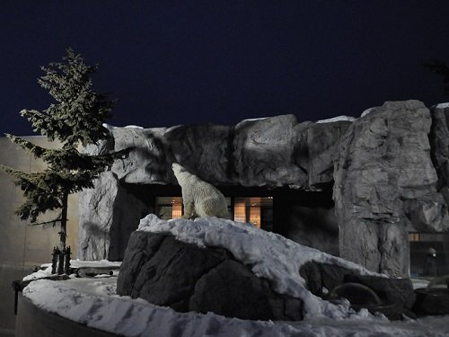 ２月８日　雪あかりの旭山動物園　ホッキョクグマガイド