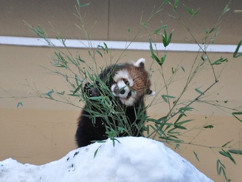 ２月１０日　雪あかりの旭山動物園　レッサーパンダ　友友（ヨウヨウ）など