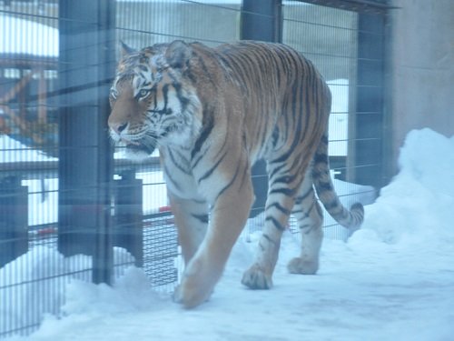 ２月１０日　雪あかりの旭山動物園　アムールトラ　キリル