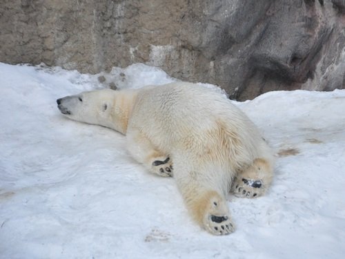 ２月１０日　雪あかりの旭山動物園　ホッキョクグマたち