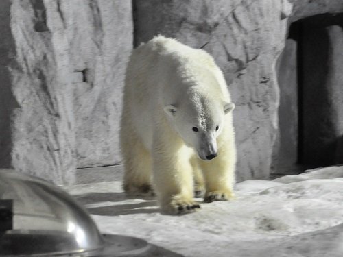 ２月１１日　雪あかりの旭山動物園　ホッキョクグマ