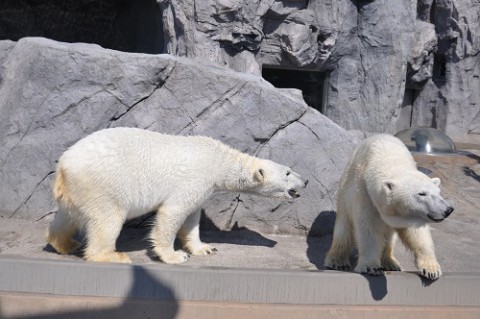 懐かしい写真シリーズ・・・4年前の旭山のホッキョクグマたち