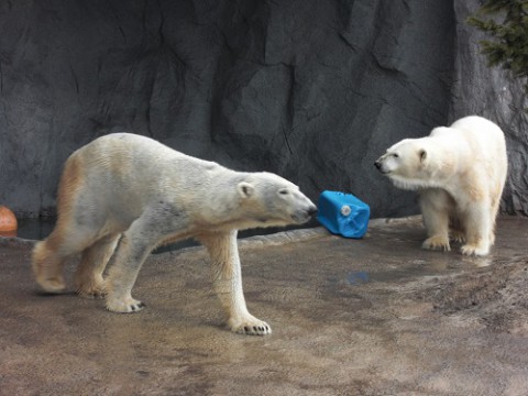 懐かしい写真シリーズ・・・5年前の旭山のホッキョクグマたち