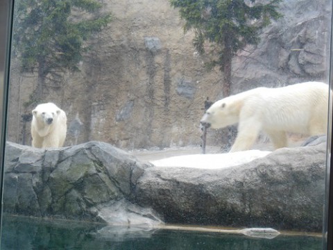 4月5日　旭山動物園　ホッキョクグマ　久々に4頭全員に会えました