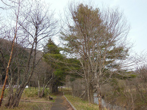 4月28日　滝上町　錦仙峡と濁川のコブシ