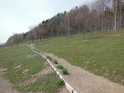 4月30日　滝上町　今日の芝ざくら滝上公園2015・・・6後編