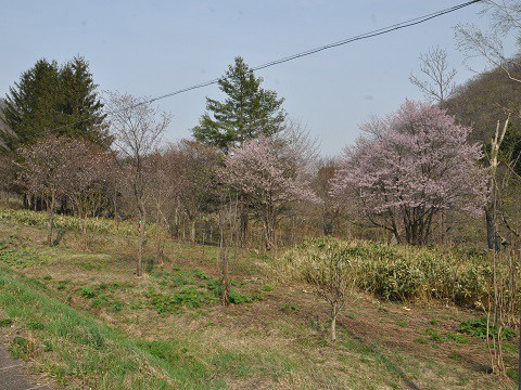 5月1日　滝上町　コブシと桜　ハーブガーデンのソフトクリーム