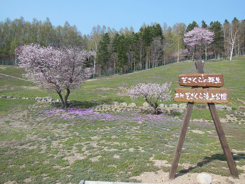 5月2日　滝上町　今日の芝ざくら滝上公園2015・・・7　桜が満開