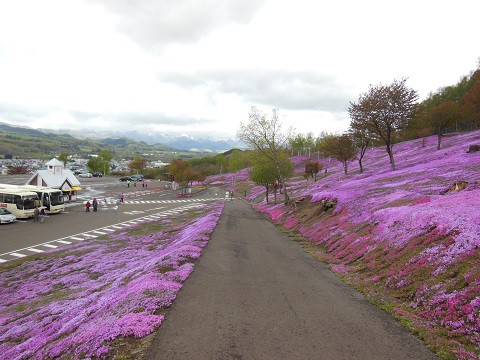 5月9日　滝上町　今日の芝ざくら滝上公園2015・・・10　午前