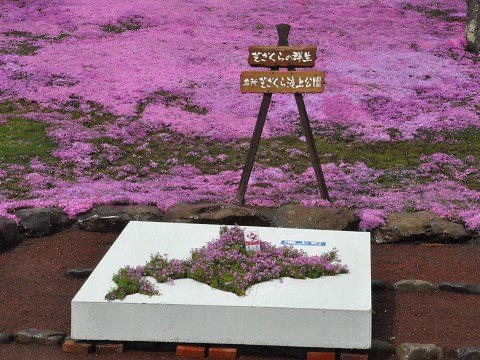 5月9日　滝上町　今日の芝ざくら滝上公園2015・・・10　午後