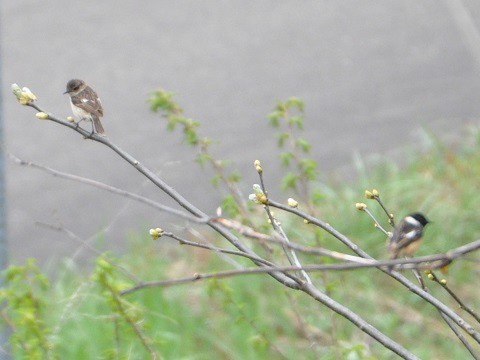 5月10日　野鳥の会オホーツク支部　探鳥会・・・inたきのうえ