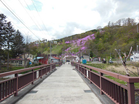 5月10日　滝上町　今日の芝ざくら滝上公園2015・・・11