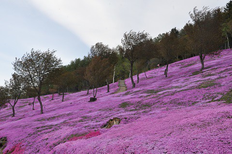 5月11日　滝上町　今日の芝ざくら滝上公園2015・・・12