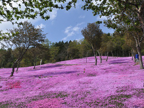 5月13日　滝上町　今日の芝ざくら滝上公園2015・・・13