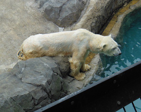 5月12日　旭山動物園　ホッキョクグマのもぐもぐタイム