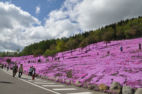 5月16日　滝上町　今日の芝ざくら滝上公園2015・・・15