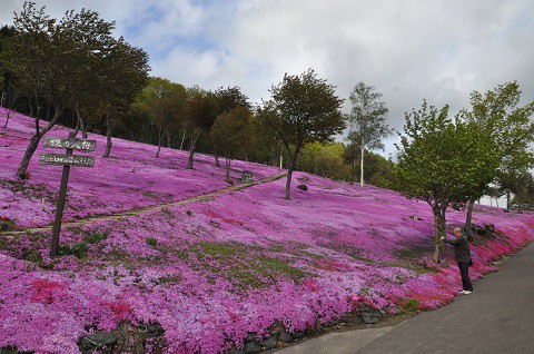 5月17日　滝上町　今日の芝ざくら滝上公園2015・・・16　夕方編