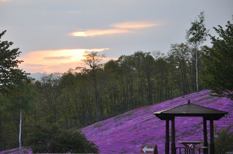 5月18日　滝上町　夕方の芝ざくら滝上公園・・・17　満開宣言