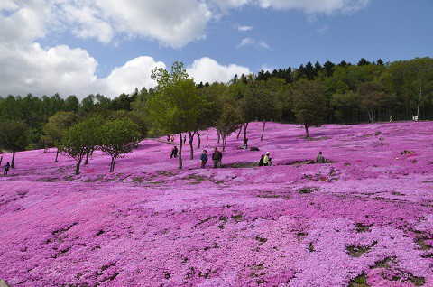 5月20日　滝上町　今日の芝ざくら滝上公園2015・・・18