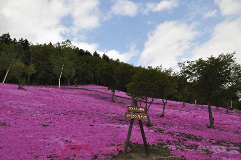 5月22日　滝上町　今日の芝ざくら滝上公園2015・・・19