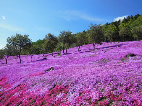 5月23日　滝上町　今日の芝ざくら滝上公園2015・・・20