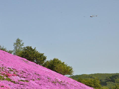 5月25日　滝上町　今日の芝ざくら滝上公園2015・・・21