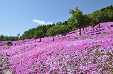 5月27日　滝上町　今日の芝ざくら滝上公園2015・・・22