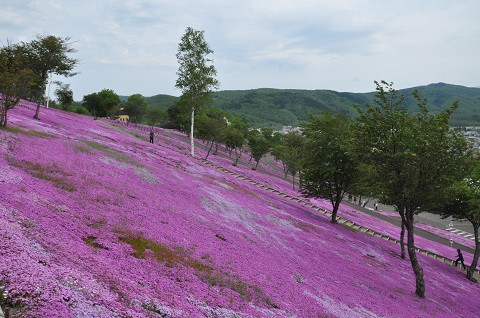 5月29日　滝上町　今日の芝ざくら滝上公園2015・・・23