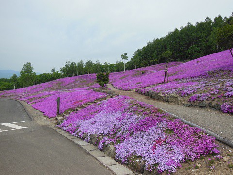 5月30日　滝上町　今日の芝ざくら滝上公園・・・24　芝ざくら編