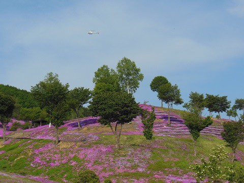 5月30日　滝上町　今日の芝ざくら滝上公園・・・24　遊覧飛行ヘリ編