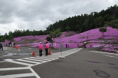 5月31日　滝上町　今日の芝ざくら滝上公園・・・25　芝ざくら編