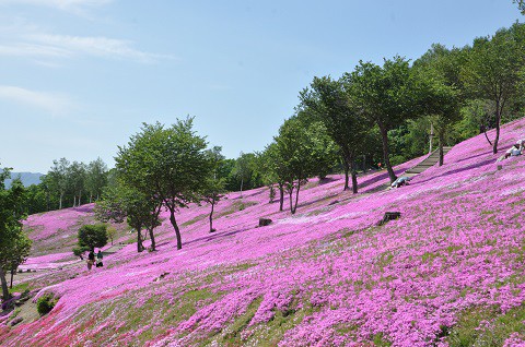 6月1日　滝上町　今日の芝ざくら滝上公園2015・・・26