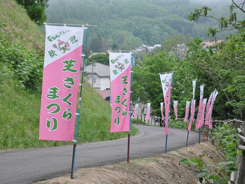 6月3日　滝上町　今日の芝ざくら滝上公園2015・・・27