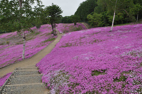 6月6日から、芝ざくら滝上公園の入園料が無料になりますよ!!