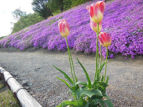 6月7日　滝上町　今日の芝ざくら滝上公園・・・29　おまつり期間終了