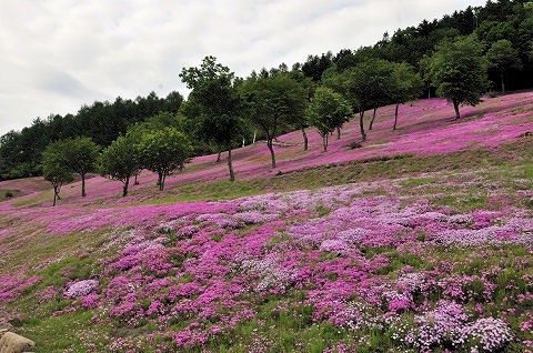 6月8日　滝上町　今日の芝ざくら滝上公園2015・・・30