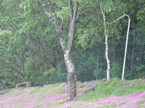 6月10日　滝上町　今日の芝ざくら滝上公園2015・・・31