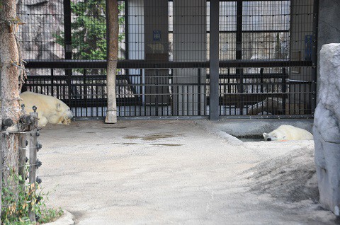 9月1日　旭山動物園　ホッキョクグマ