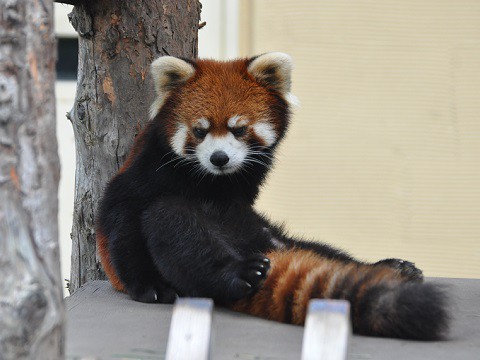 9月1日　旭山動物園　レッサーパンダ　主に右側の方々