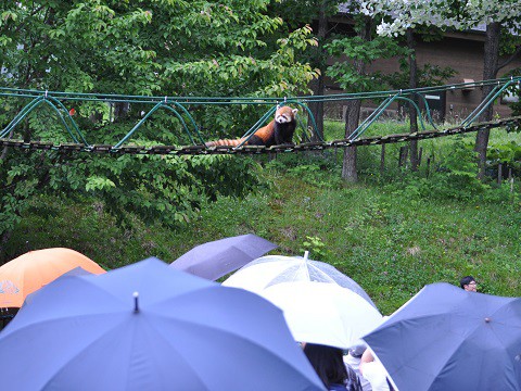 ちょっと懐かしい写真　7月7日　旭山動物園　レッサーパンダたち