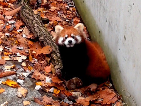 10月27日　旭山動物園　レッサーパンダ　ガオガオ登場