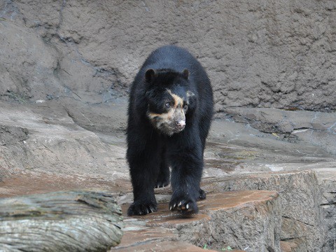 2015年9月　天王寺動物園　クマ舎の仲間たち