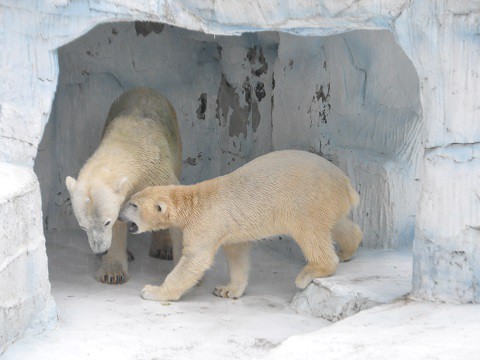 2015年9月　天王寺動物園　ホッキョクグマ　バフィンと百々2