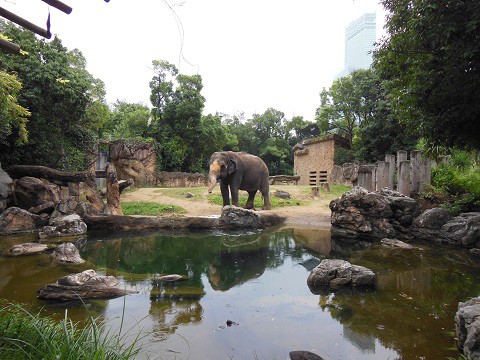 2015年9月　天王寺動物園　アジアゾウ　ラニー博子さん