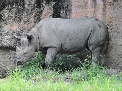 2015年9月　天王寺動物園　クロサイ　サミアちゃん