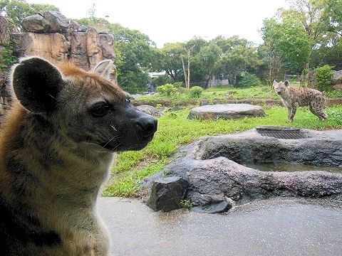 2015年9月　天王寺動物園　ブチハイエナ　愛とレイ