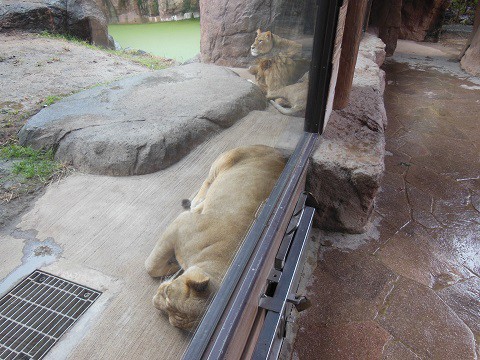 2015年9月　天王寺動物園　ライオン　ガオウ　ルナ　モナカ