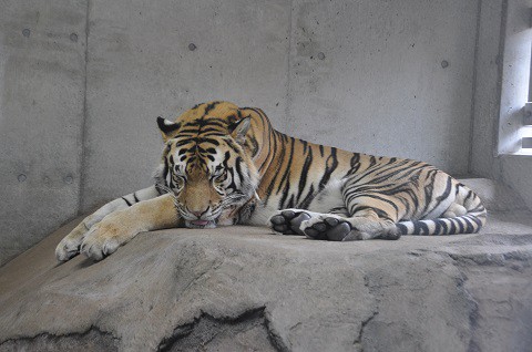 2015年9月　天王寺動物園　アムールトラ　センイチと虎二郎